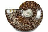 Polished Ammonite (Cleoniceras) Fossil - Madagascar #283322-1